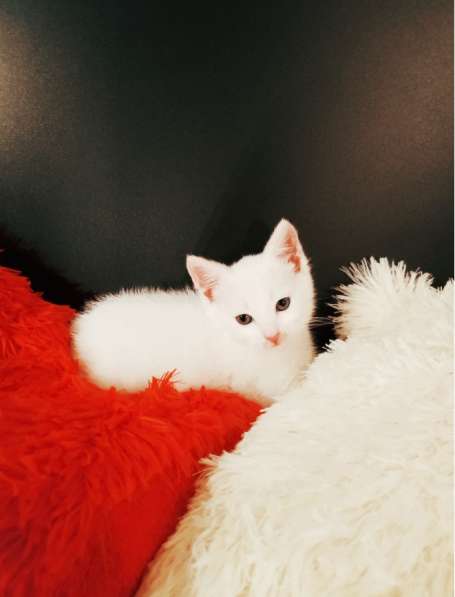 Белый котенок 1,5 месяца в Санкт-Петербурге фото 3