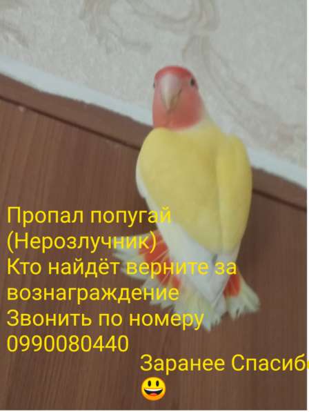 Пропал попугай в 