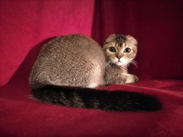 Кошечка тикированная , носитель золота в Казани фото 8