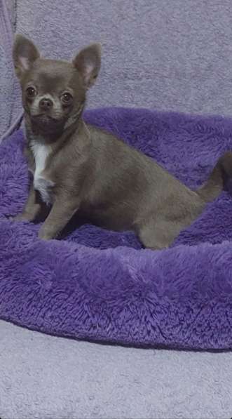 Чихуахуа. Lilac
