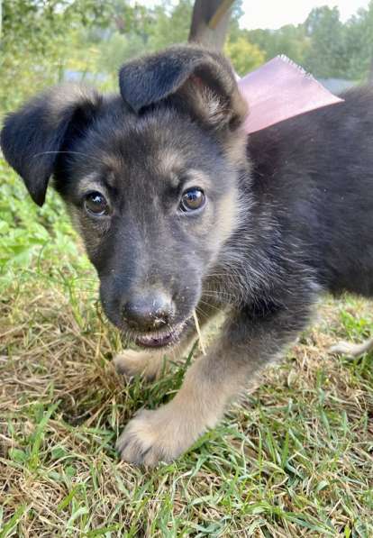 Щенки от мамы овчарки в добрые руки в Москве фото 11
