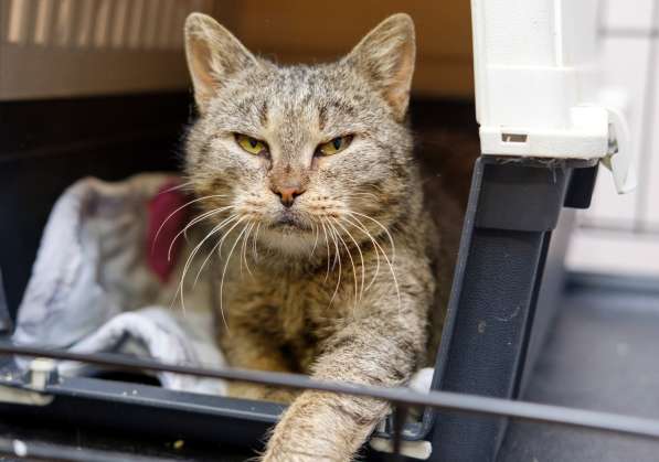 Милая Сардинка мечтает о доме и друге в Москве