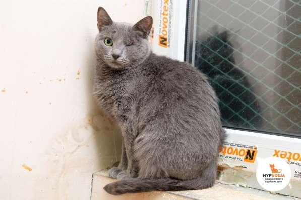 Осторожная Серебро мечтает встретить хозяина в Москве