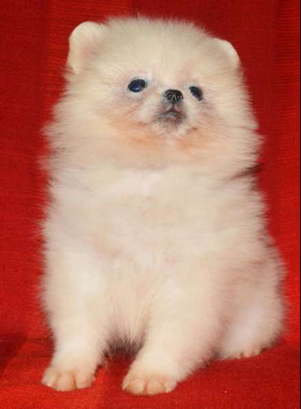 Померанский шпиц в фото 3