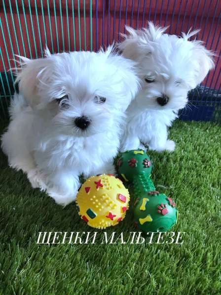 Щенки мальтезе. Мальтийская болонка в Екатеринбурге фото 13