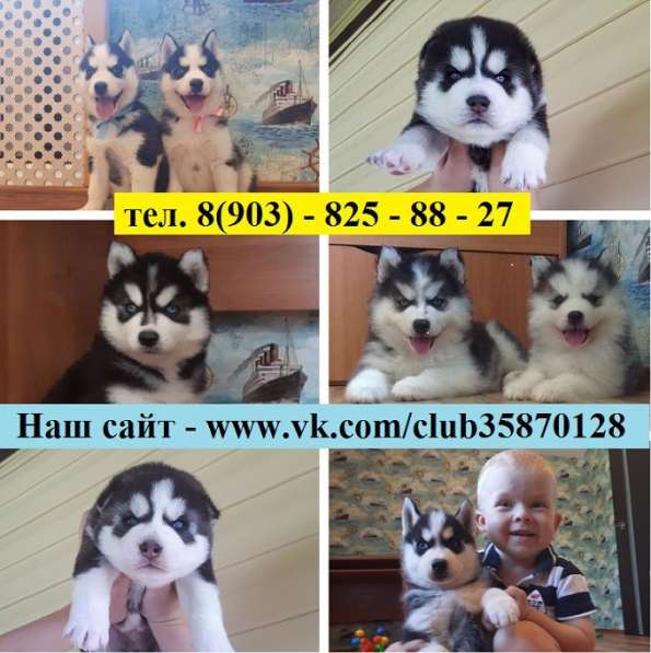 Щеночки хаски