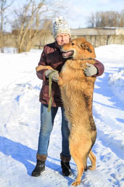 Собака в хорошие руки в Санкт-Петербурге фото 3
