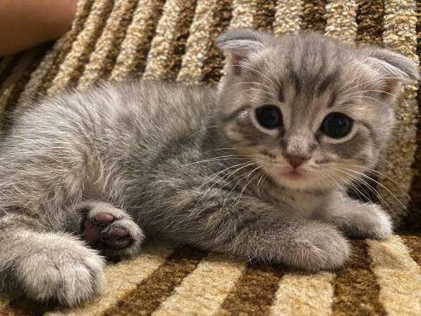 Британские вислоухие и прямоухие котята в фото 12