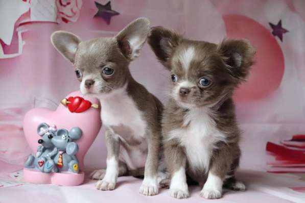 Чихуахуа щенки купить в Москве в Москве фото 8