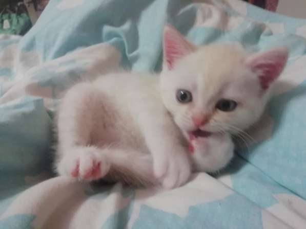 Котёнок британский и шотландский в Москве фото 18