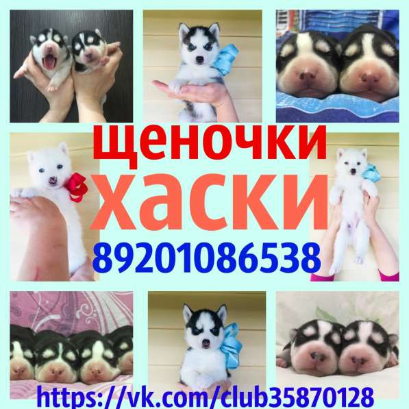 Щеночки хаски черно-белые и белоснежные в Кирове
