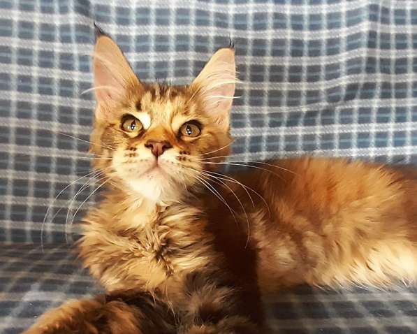 Рыжики из питомника в Екатеринбурге фото 63