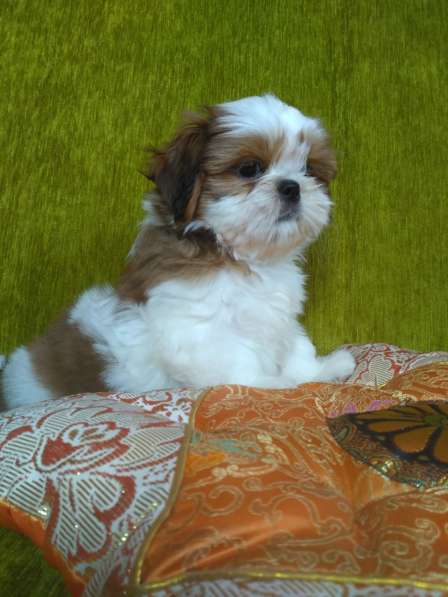 Щенки ши-тцу в Москве фото 7