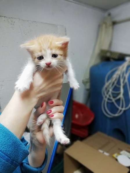 Котенок Василек 2 мес в Щелково фото 6
