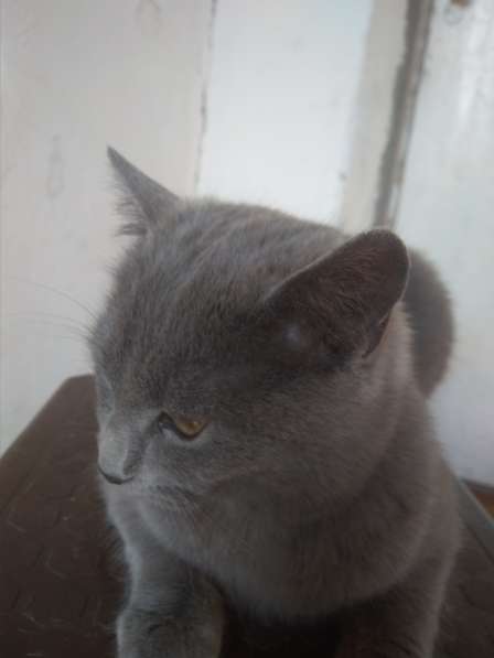 Красивые кошки в Бахчисарае фото 10