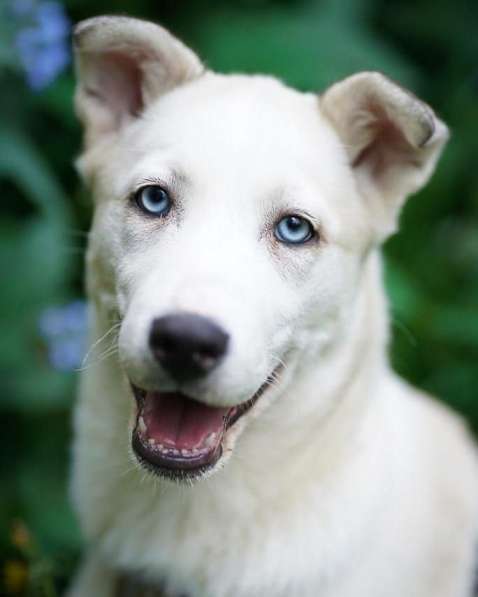 Метис хаски Ева ищет дом