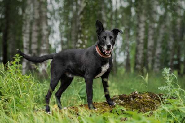 Статный красавец Виконт ищет семью в Москве фото 26