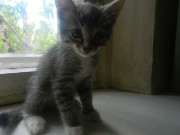 Милые пушистики в Самаре фото 10