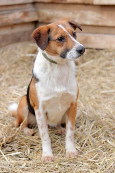 Метис бигля Мисти в дар в Москве фото 4