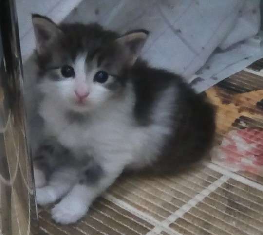 Котята курильского бобтейла в Пензе фото 18