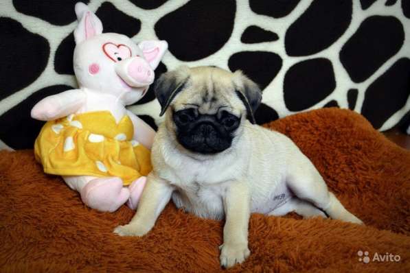 Щенки мопса в Самаре, РКФ в Самаре фото 13