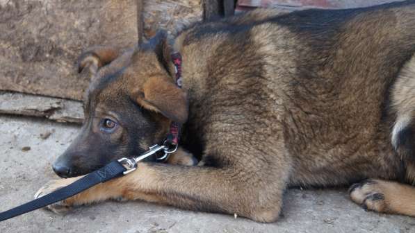 Дана, 1 год, ищет дом! в Раменское фото 11