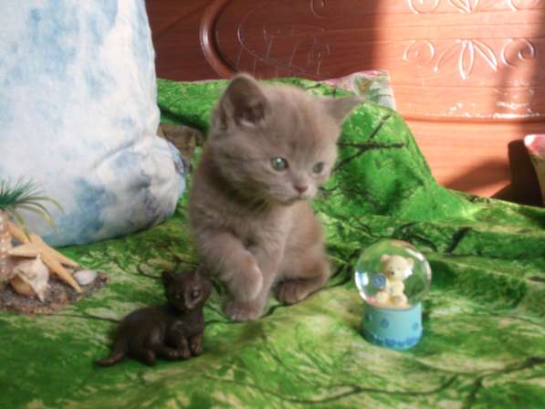 Британские котята в Нижнем Новгороде фото 10
