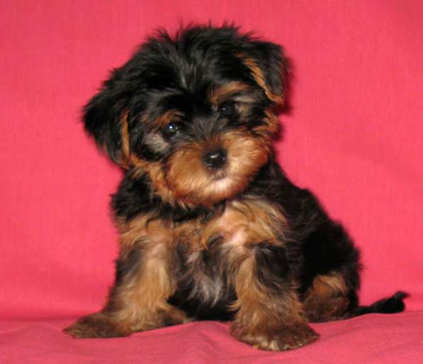 Щенок йоркширкского терьера