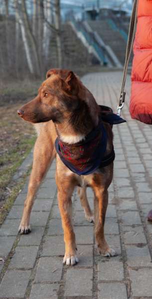 Рыжая собака Ижир в добрые руки в Москве фото 5