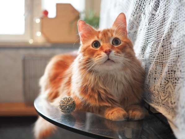 Огненно-рыжий красавец кот Филимон в добрые руки в Москве