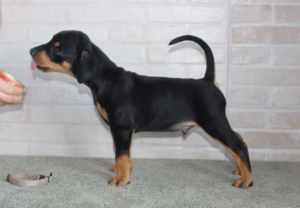 Щенки немецкого пинчера в фото 20