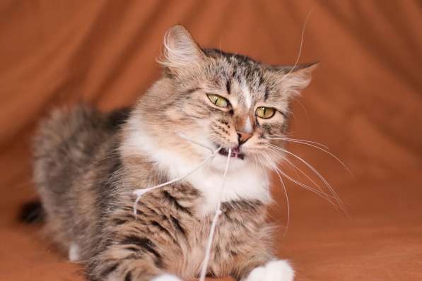 Пушистая молодая кошечка Джина в дар в Москве фото 5