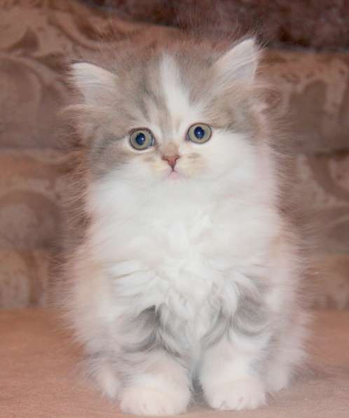 Шотландский котёнок Марсель) в Екатеринбурге фото 11