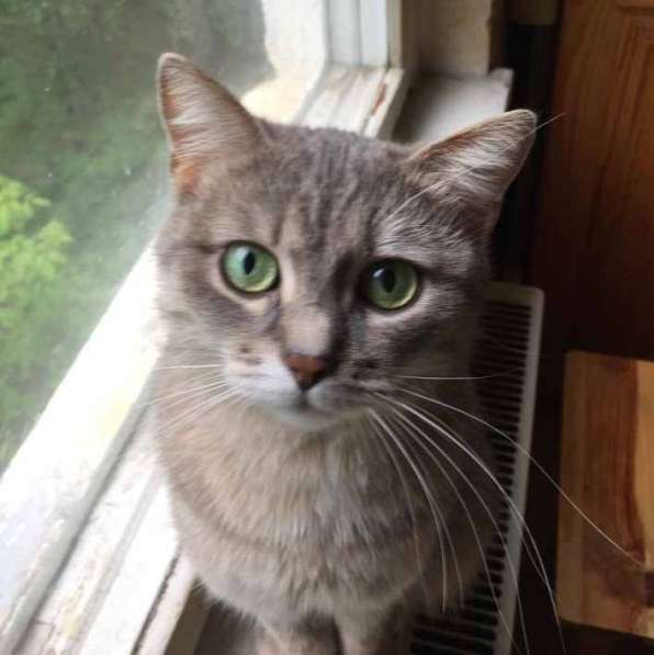 Кошка Валькирия ищет дом в Москве фото 3