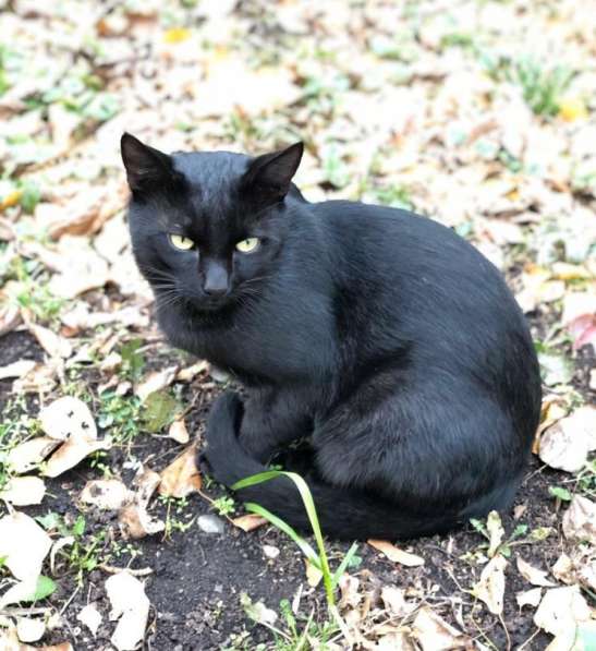 Черный кот на желтых листьях. Возьмите домашнего котика домо в Москве фото 4