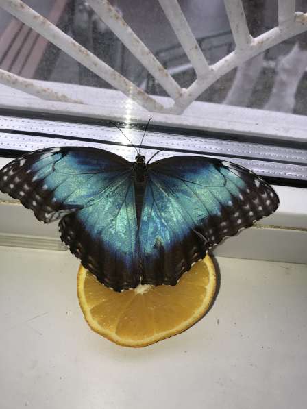 Живые тропические бабочки ? Подарите своим близкими незабыва в Тюмени фото 4