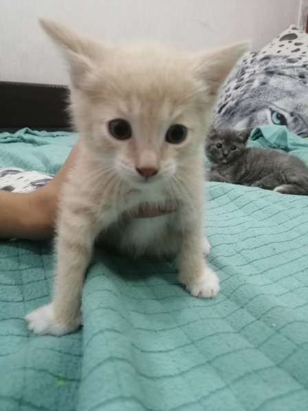 Котята в Твери фото 6