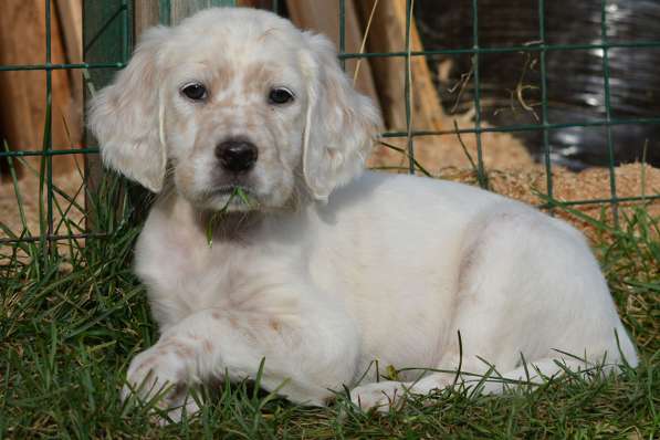 Английский сеттер щенки из элитного питомника в Москве фото 158