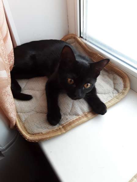 Активный и красивый котёнок черный с полосочками,3 месяца в Коломне фото 3