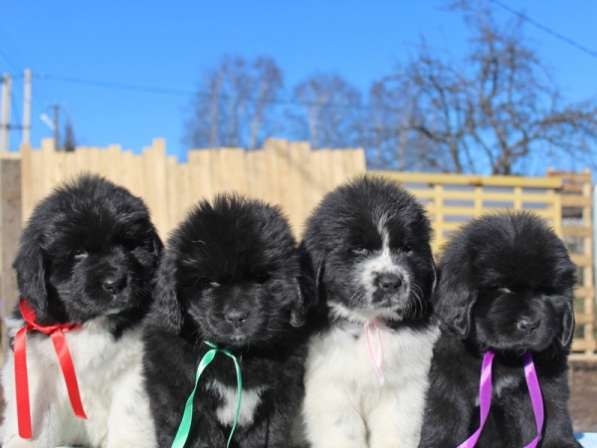 Щенки ньюфаундленда СШ - Франция &ndash; Дания! в Санкт-Петербурге