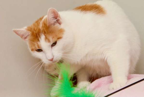 Кошечка Янина - два цвета счастья в добрые руки в Москве фото 15