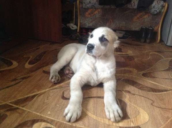 Продам щенков алабая в Челябинске