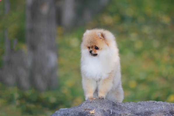 Pomeranian в фото 4