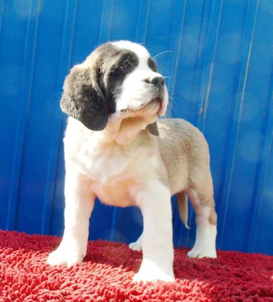 Sale. Puppies of long-haired senbernary. Arrange delivery в Владивостоке фото 21