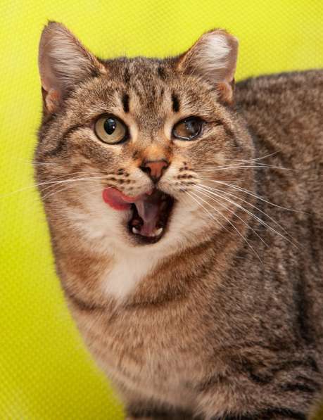 Милый игривый котик в Санкт-Петербурге фото 11