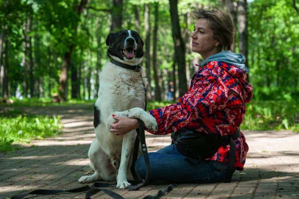 Жизнерадостный пес Грэм в добрые руки в Москве фото 4