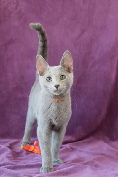 Котята Русская голубая в Тюмени фото 30