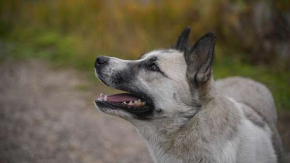 Суперактивная Халва в Москве фото 52