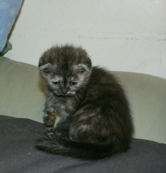 Шотландская вислоухая Скоттиш фолд в Москве фото 5