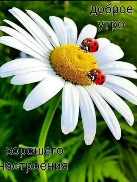 Скорочтения, подготовка к школе, педагог-психо